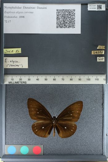 Media type: image;   Entomology 160969